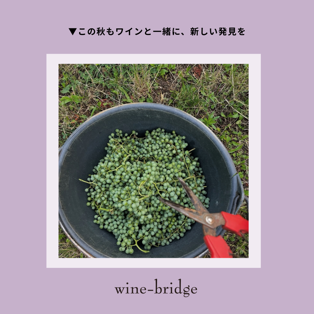 ▼この秋もワインと一緒に、新しい発見を