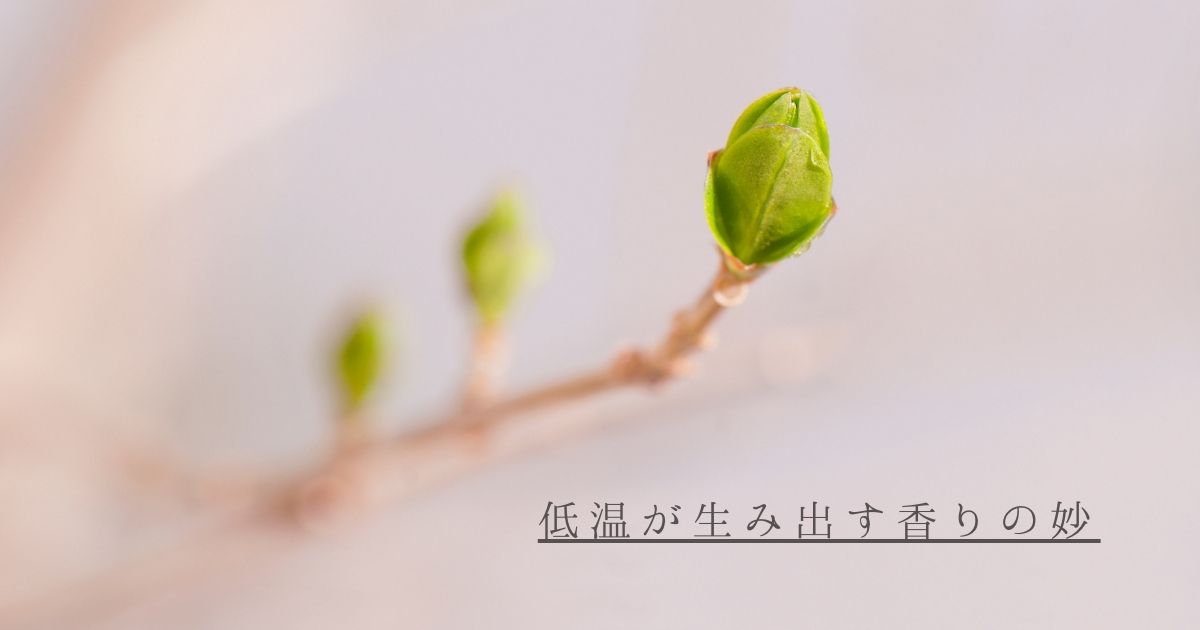 ▼低温が生み出す香りの妙