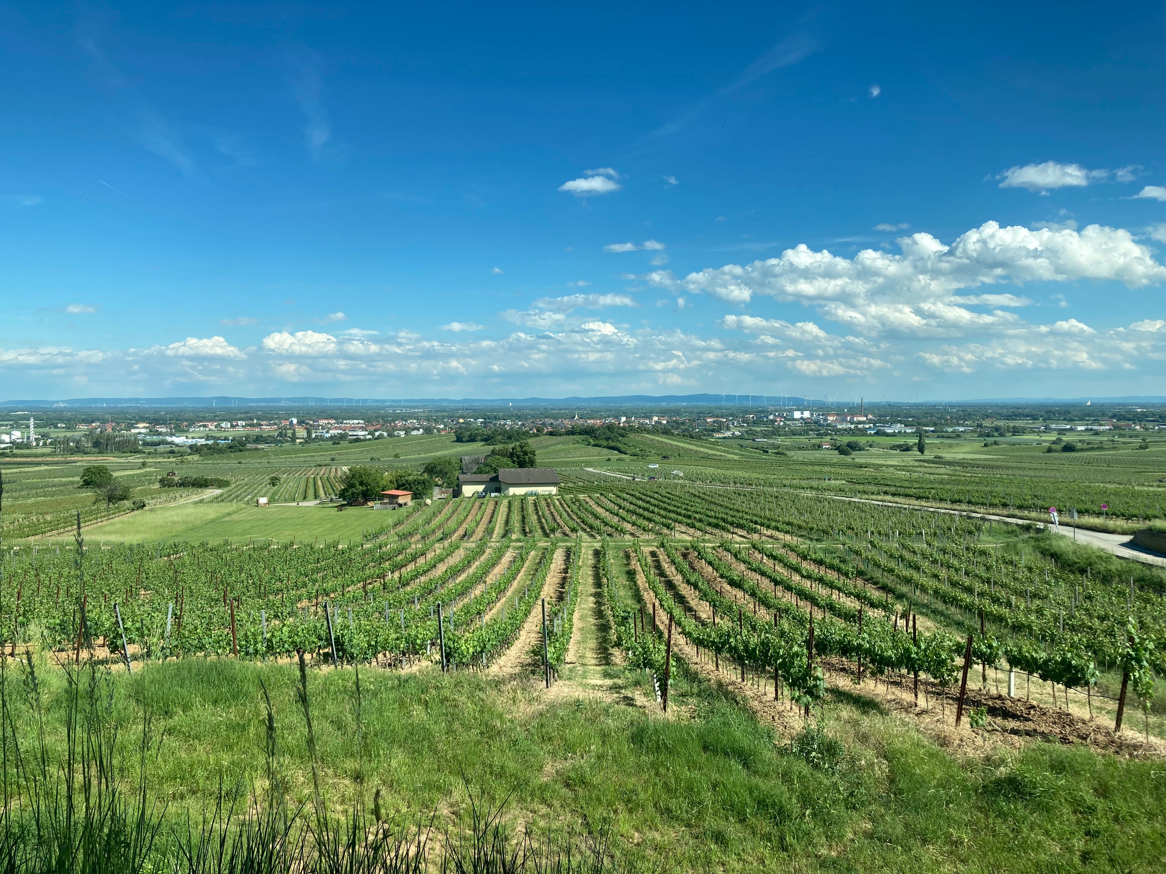 Gr. Veltliner 2022 BIO / グリューナー・フェルトリーナー2022 オーガニック