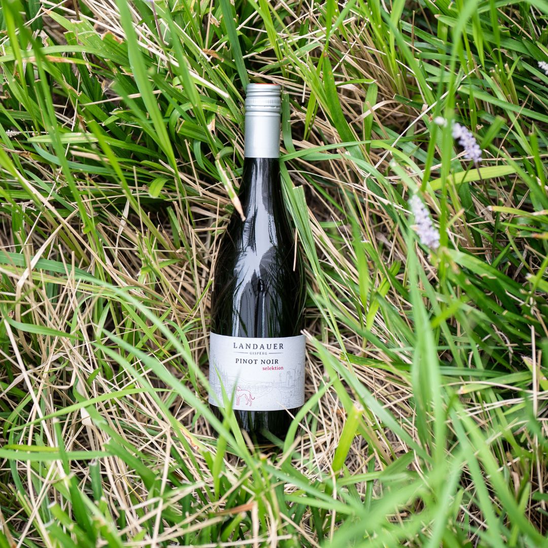Tattendorfer Pinot Noir 2022 BIO / タッテンドルファー ピノ・ノワール 2022 オーガニック