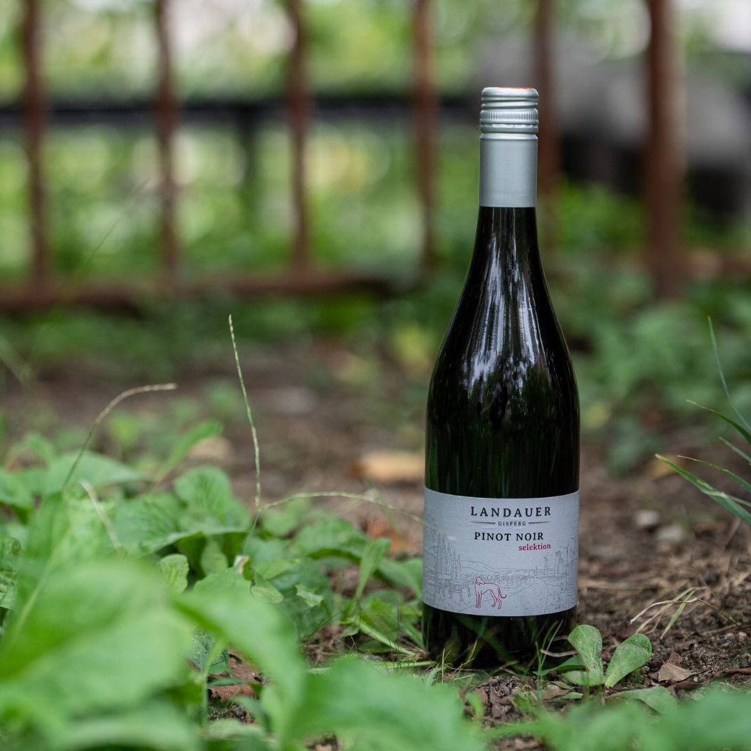 Tattendorfer Pinot Noir 2022 BIO / タッテンドルファー ピノ・ノワール 2022 オーガニック