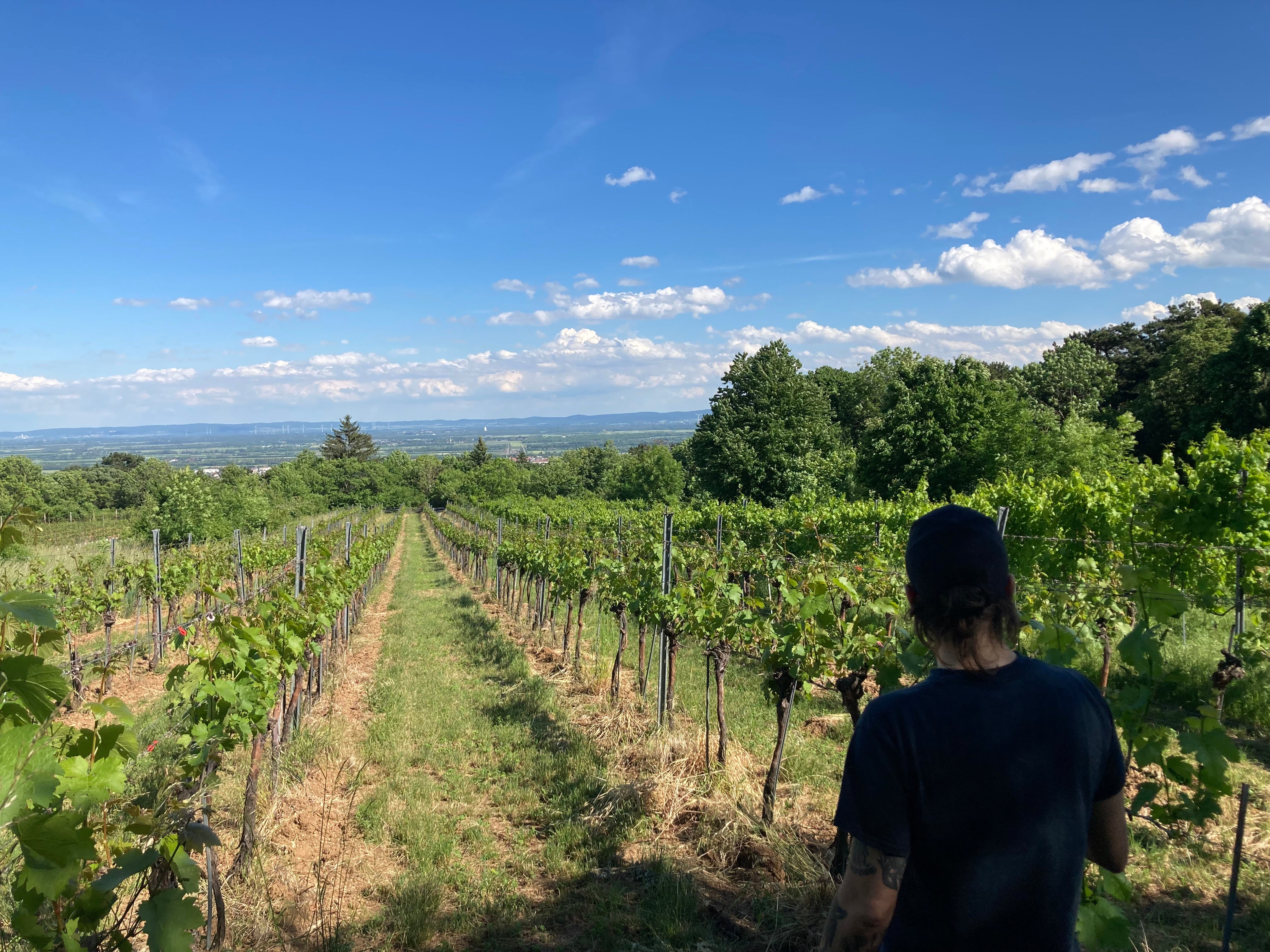 Gr. Veltliner 2022 BIO / グリューナー・フェルトリーナー2022 オーガニック