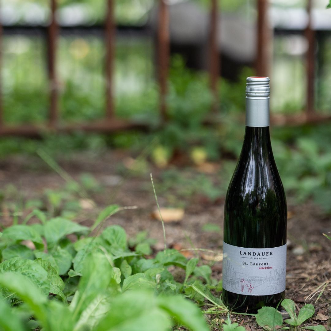 Tattendorfer ST. LAURENT 2022 BIO /タッテンドルファー ザンクト・ラウレント 2022 BIO